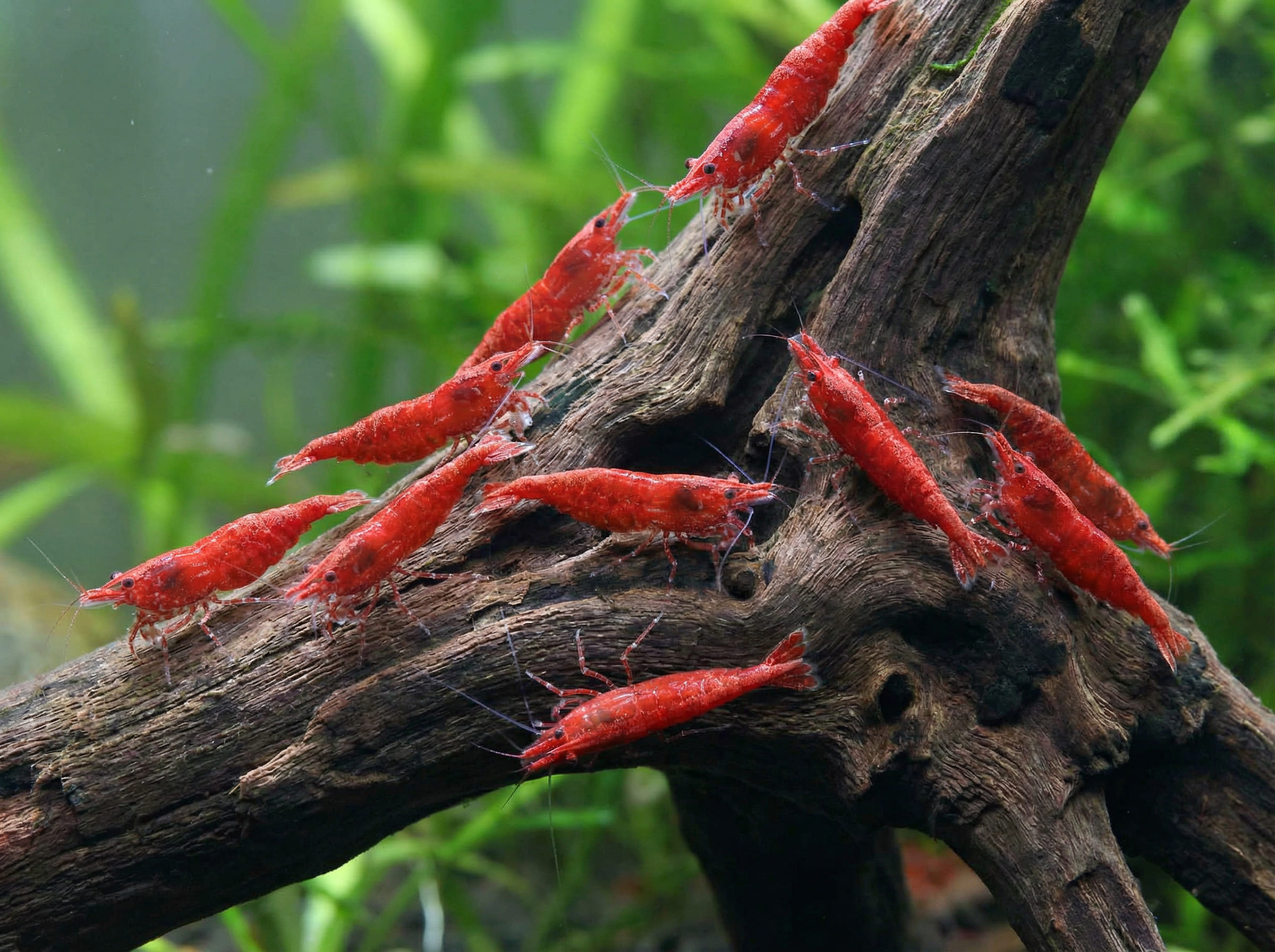 Neocaridina davidi (Red Cherry Shrimp / Fire Red Shrimp)